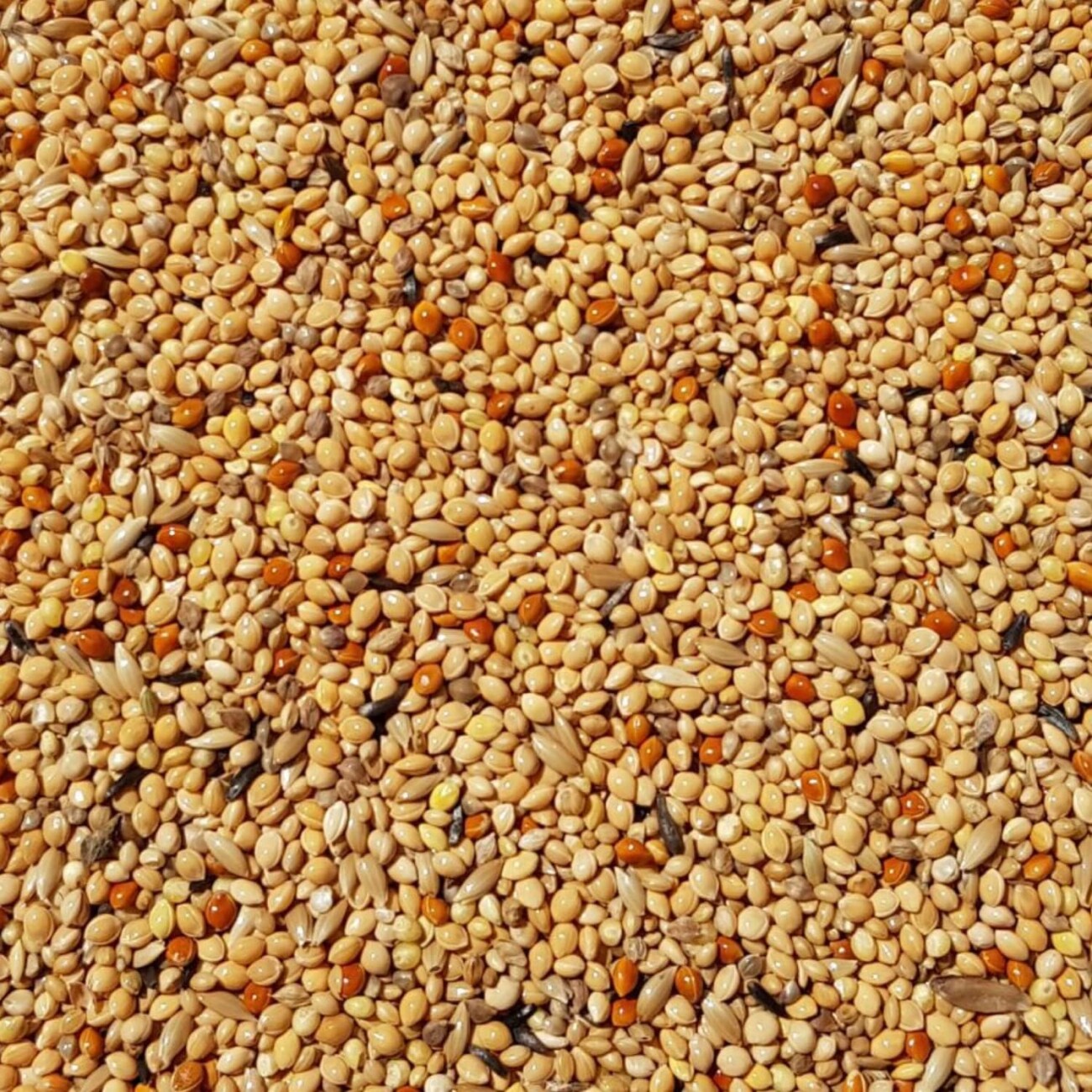 Supravit Exotenfutter - hochwertiges Mischfutter für exotische Finken 2,5 kg