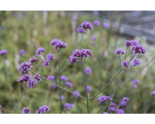 Verbena FloraSelf Verbena bonariensis H 5-80 cm Co 0,5 L