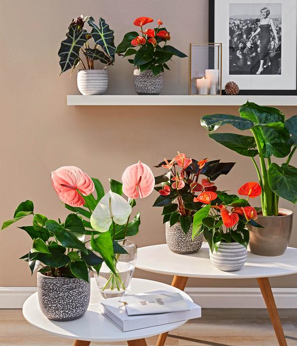 Große Flamingoblume - Anthurium andreanum,