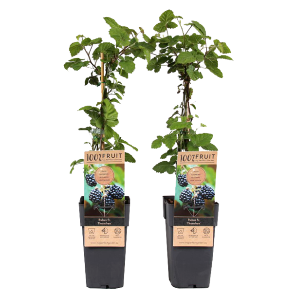 Rubus fruticosus thornfree - 2