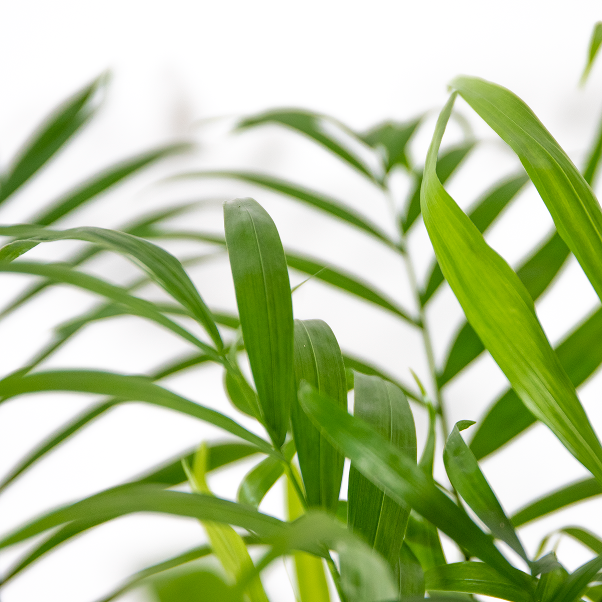 Chamaedorea elegans - palmier nain mexicain - purificateur d'air – ⌀17 cm - ↕50-60 cm