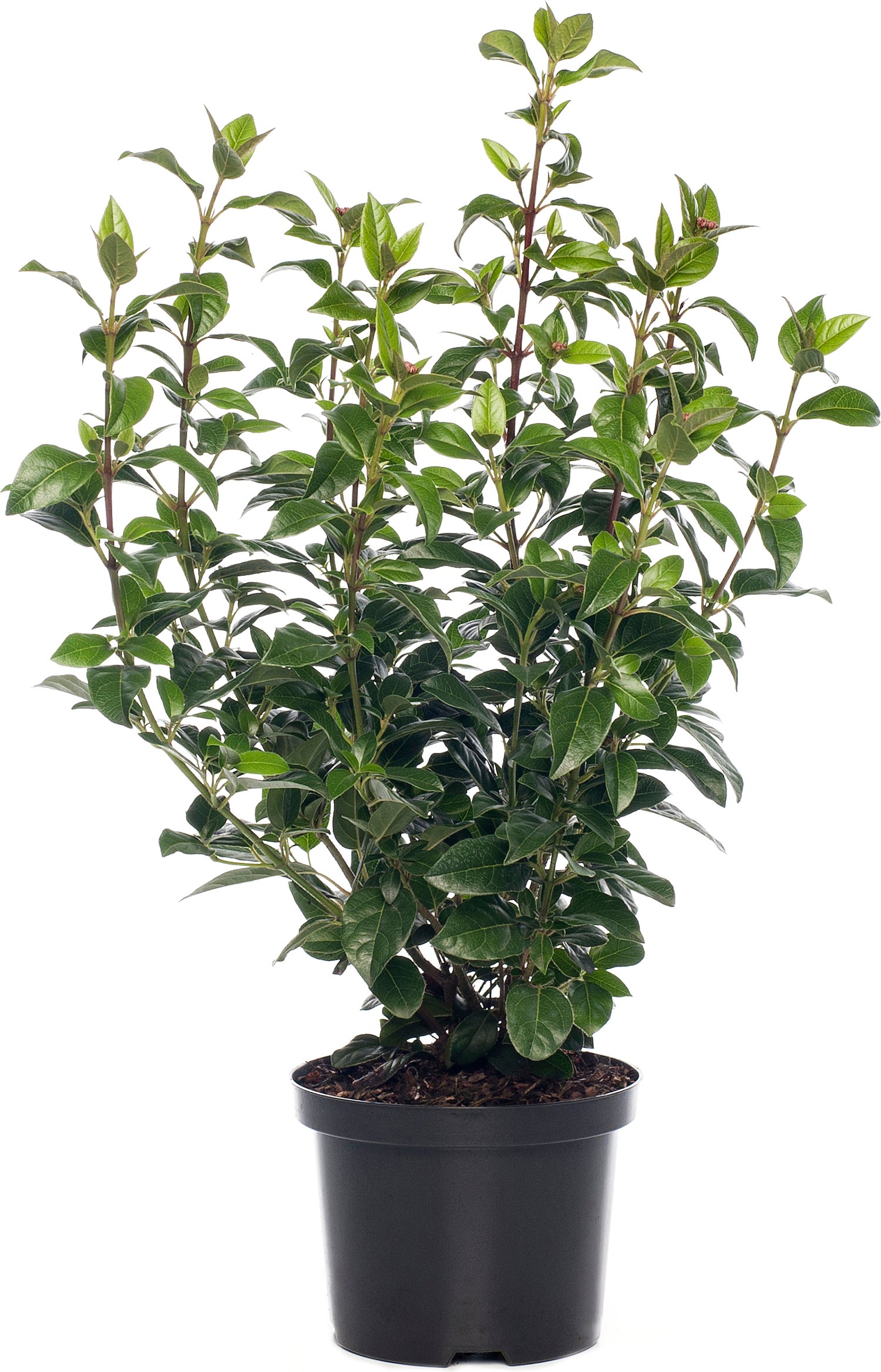 Sneeuwbal (Viburnum tinus) D 17 H 20 cm