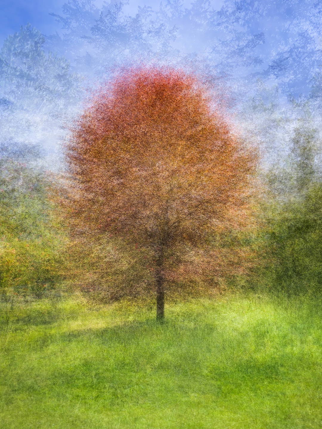 Golden Gate Park, Eleven by Pep Ventosa - Limited Edition. Edition of: 150. Signed.