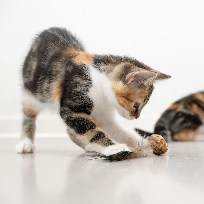 Jouet Modern Living Katmandou avec des plumes de paon pour chat