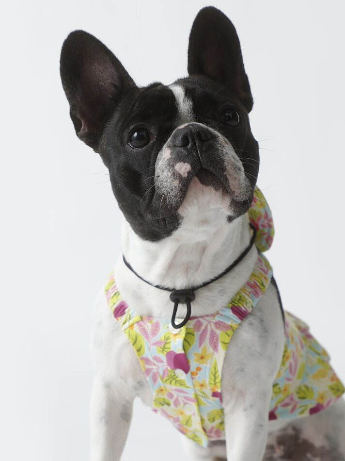 Chapéu estampado para animais de estimação - Verde