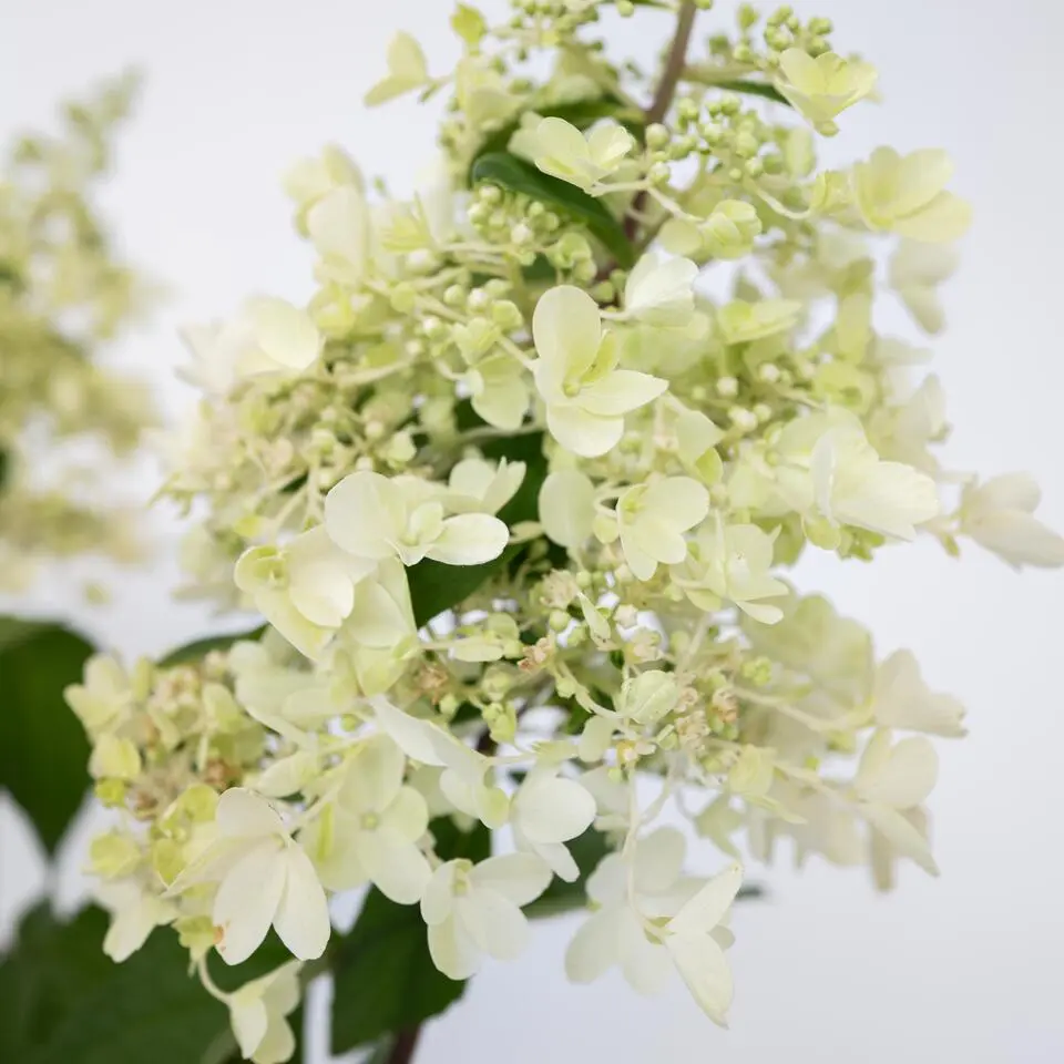 Pluimhortensia - Set van 2 - Hydrangea 'Candlelight' - Hoogte 25-40cm - ⌀19cm
