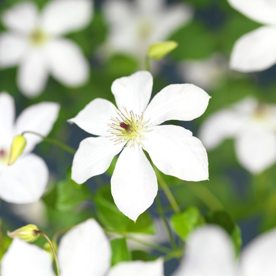 Bosrank (Clematis 'Ville de Lyon') D 23 H 210 cm