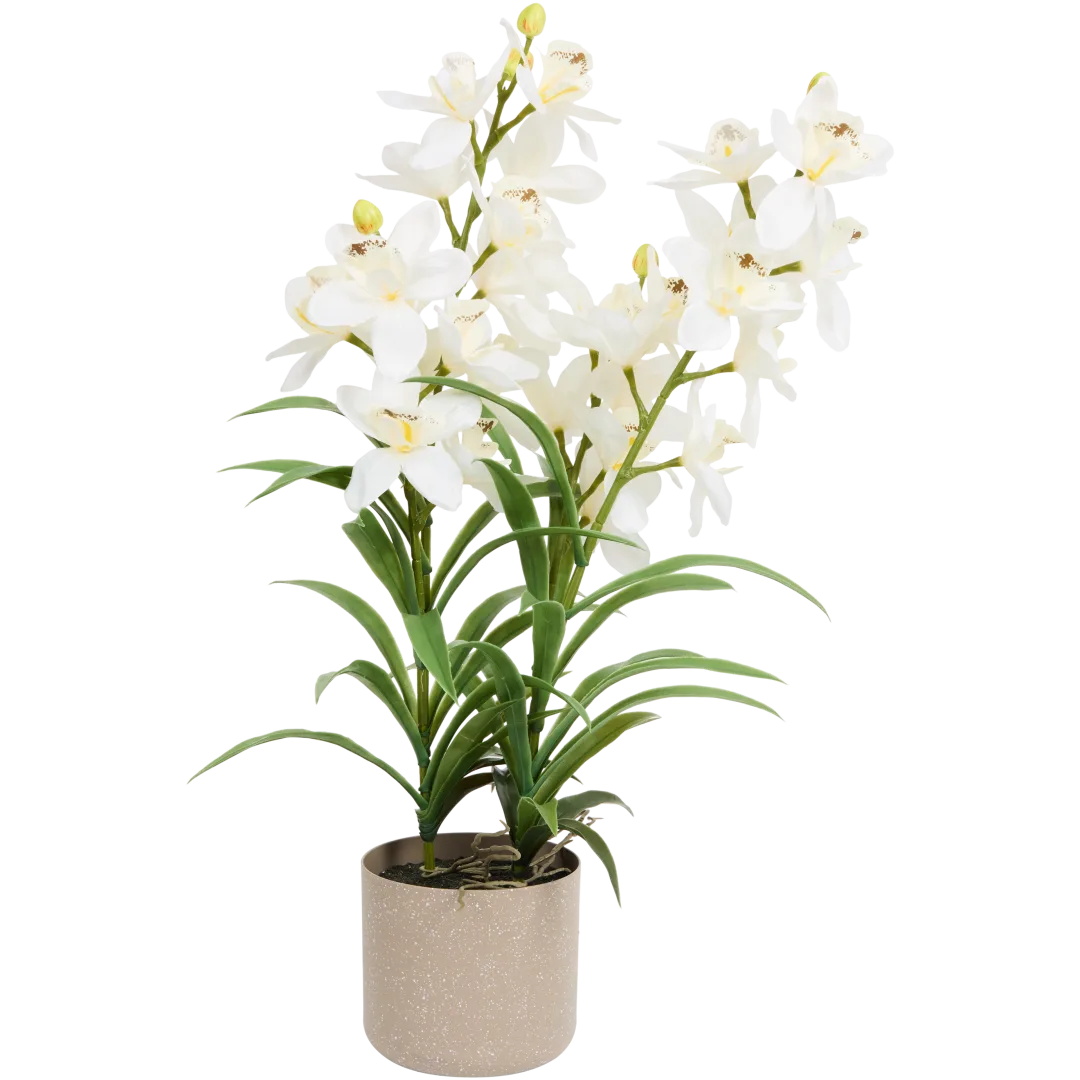 Orchidee in pot Diverse kleuren