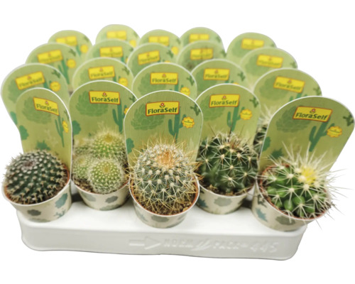 Cactus Mix FloraSelf Ø 5,5 cm pot, willekeurige selectie van soorten