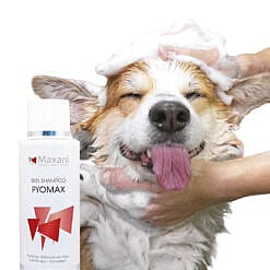 Maxani PyoMax Skin Shampoo Hond Kat Paard 200 ml | 12747