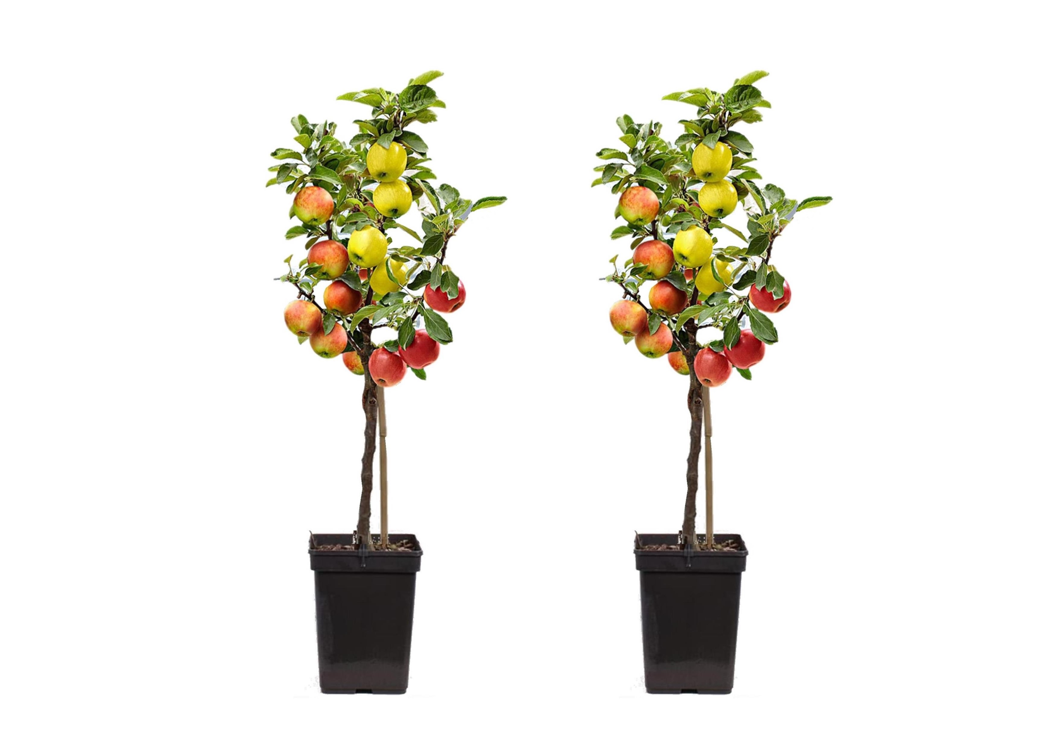 Pommier trio x2 - malus - pot 17cm - hauteur 60-80cm