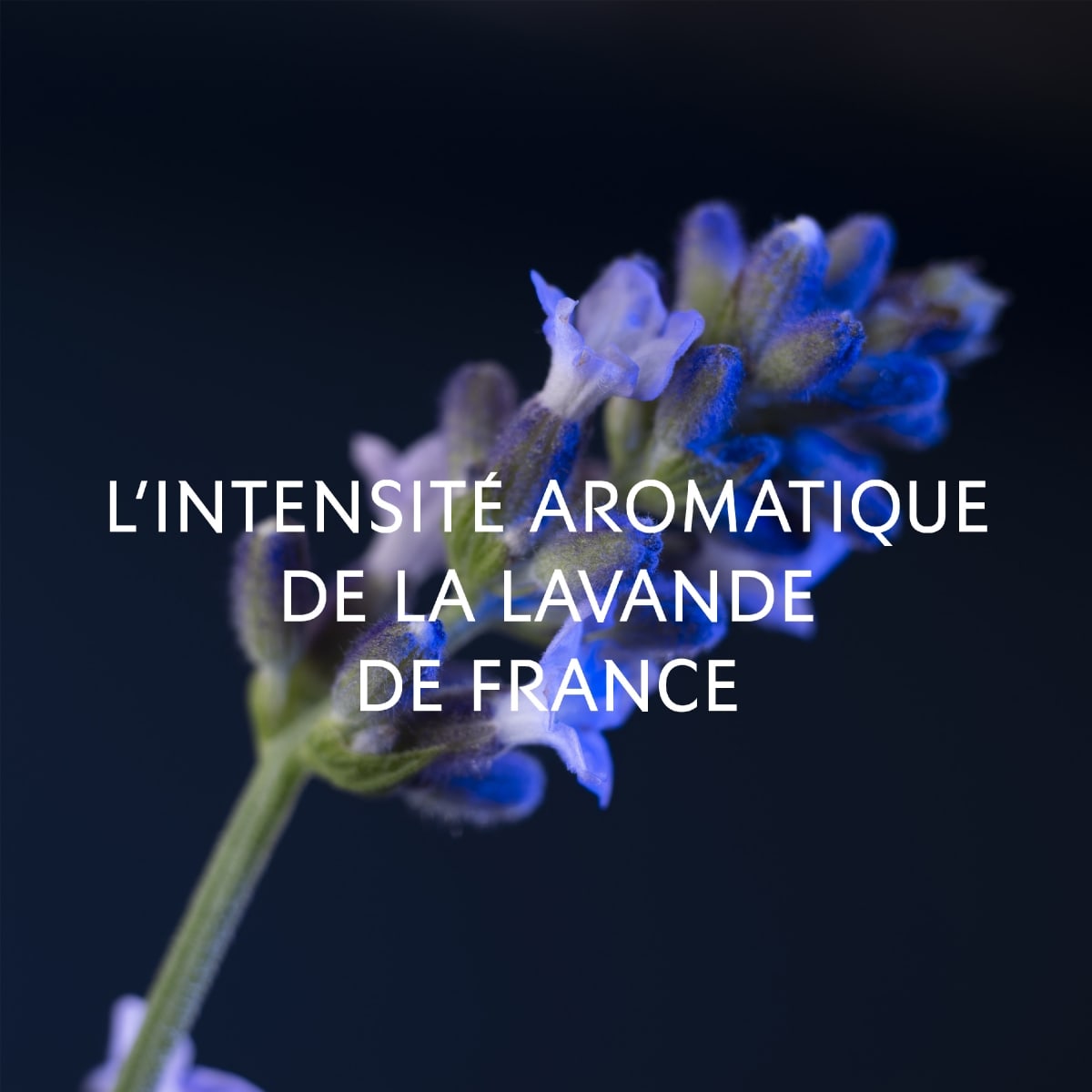 YVES SAINT LAURENT Y Le Parfum Eau de Parfum