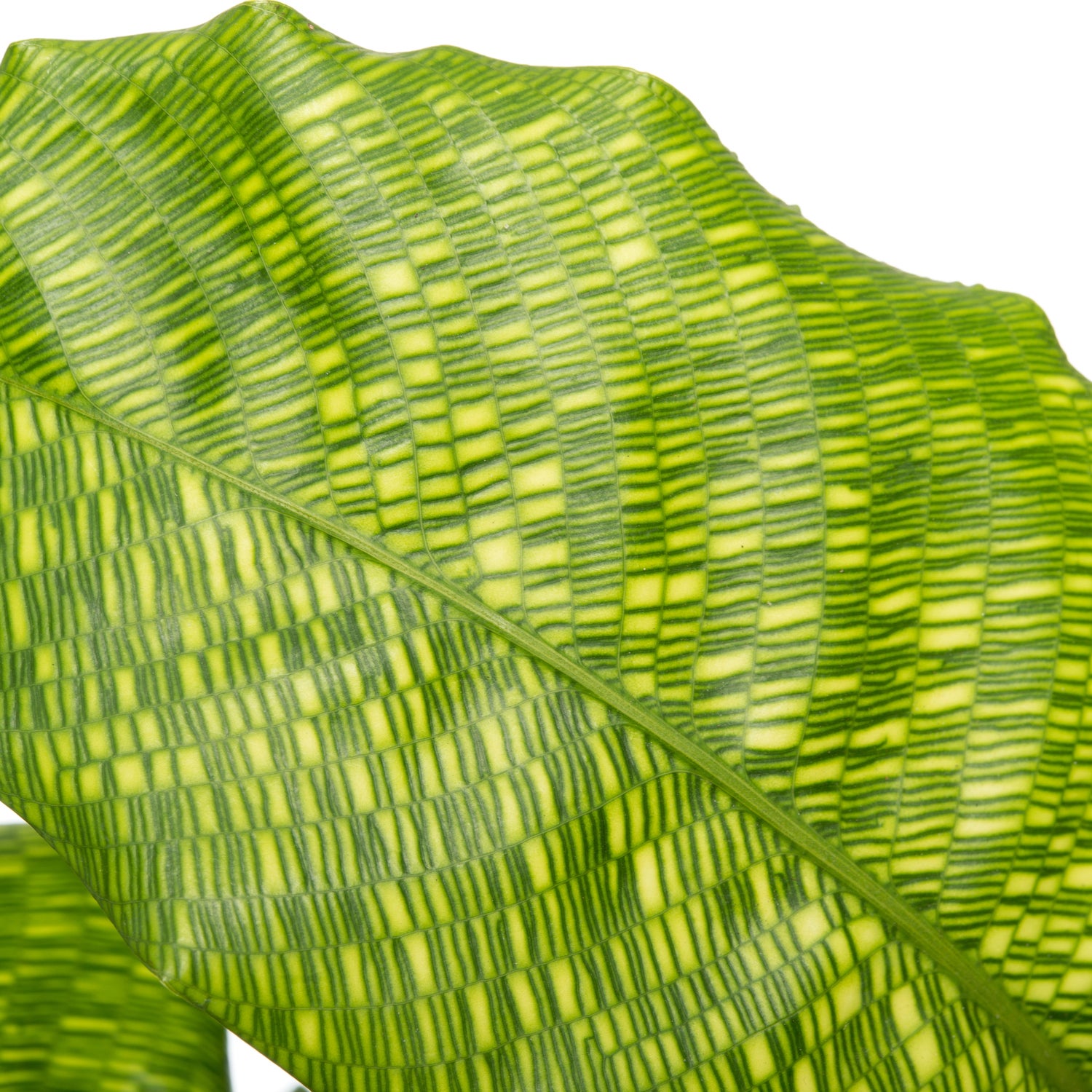 Calathea (Calathea musaica 'Network') D 14 H 40 cm