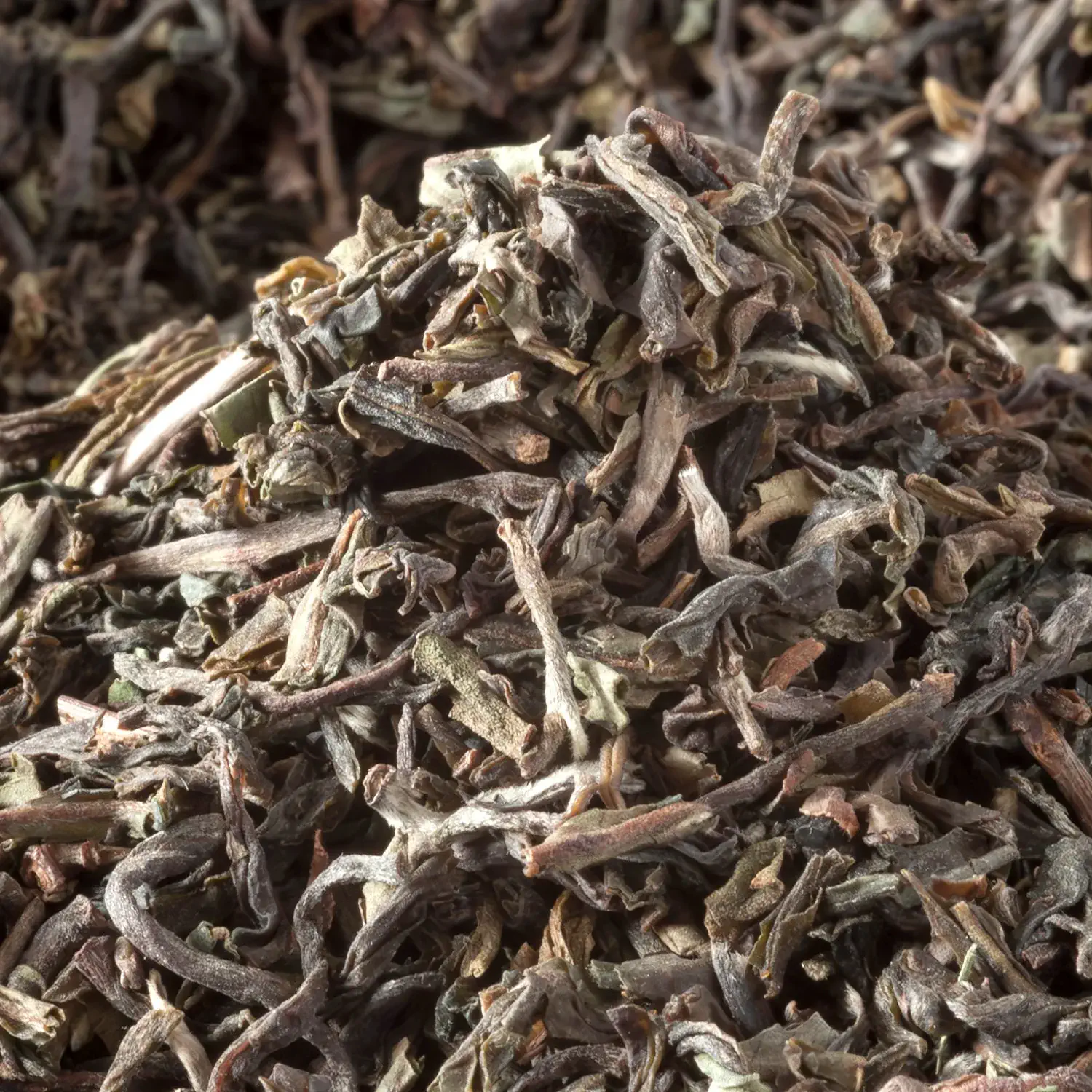 Darjeeling Lingia BIO, 10er Pack
