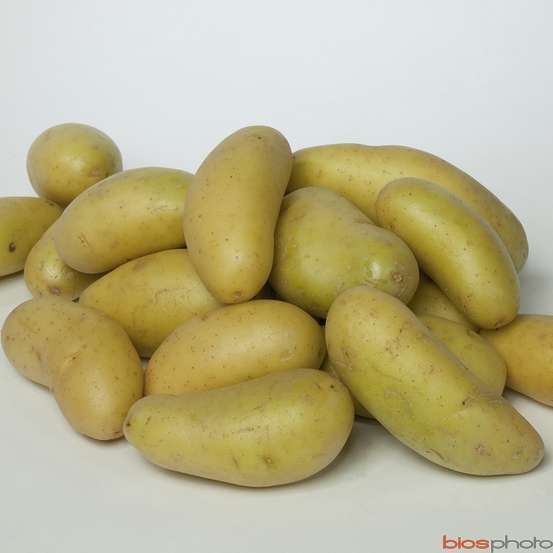 Plants de pommes de terre 'Celtiane' en filet x10
