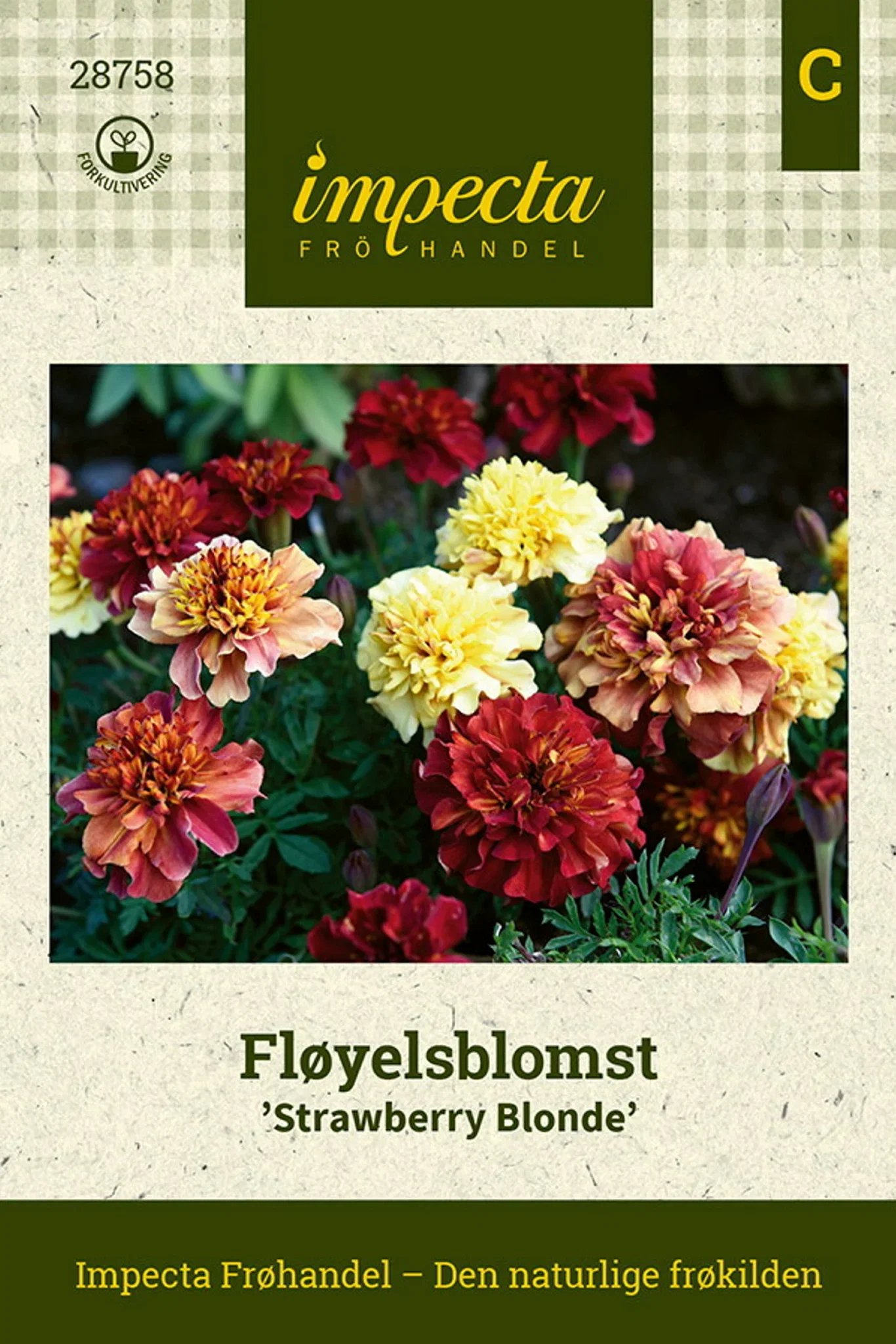 Tagetes patula nana 'Strawberry Blonde' Fløyelsblomst 'Strawberry Blonde'