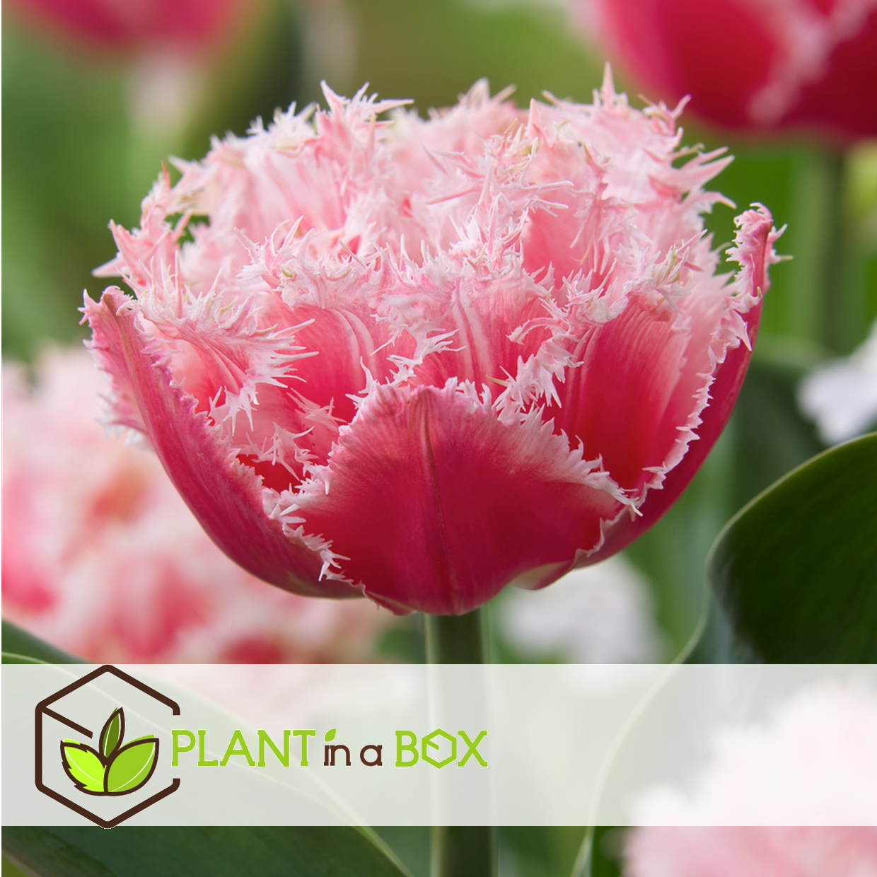 Tulipa queensland - bulbes à fleurs x15 - tulipe - blanc rosé