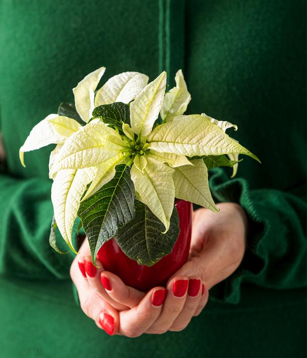Weihnachtsstern - Euphorbia pulcherrima