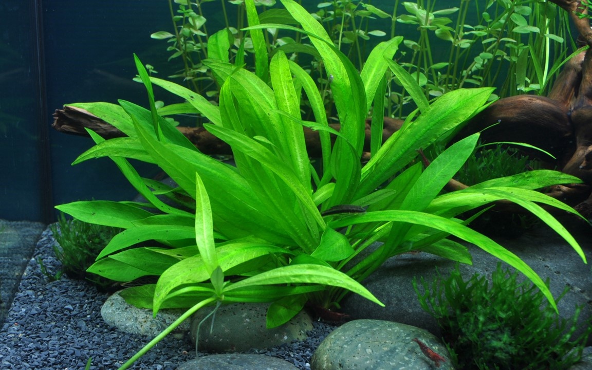 Waterplant Helanthium Bolivianum Quadricostatus