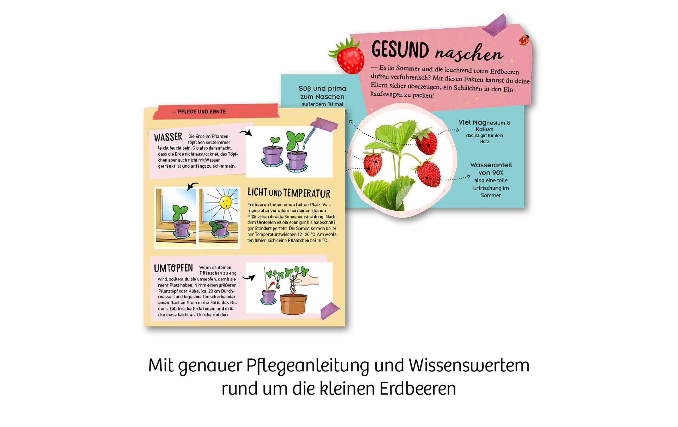 Experimentierkasten Feen-ErdbeerenSäen, pflegen und süsse Früchte naschen