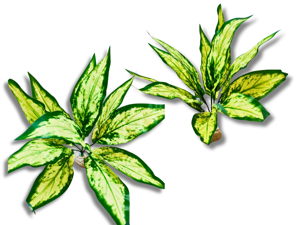 Planta Aglaonema para decoração de terrário