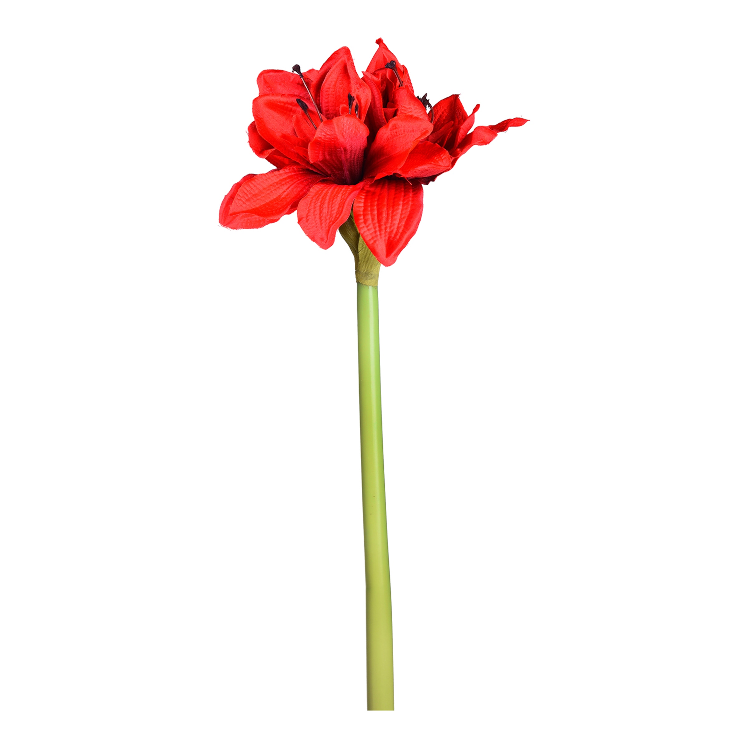 rot, L 71 cm
