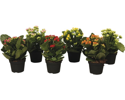 Flaming Katy Mix FloraSelf Kalanchoe H 15-20 cm Ø 10,5 cm pot willekeurige variëteitselectie