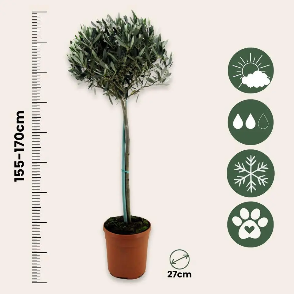 Olijfboom - Olea europaea - Hoogte 155-170cm - ⌀19cm