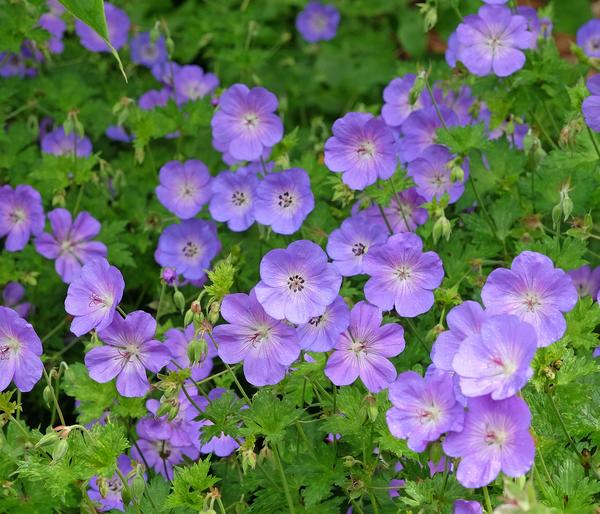 Bio Storchschnabel 'Rozanne®'