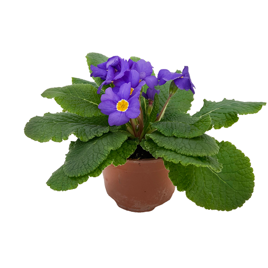 Primevère : pot Ø 10,5 cm - Coloris variables