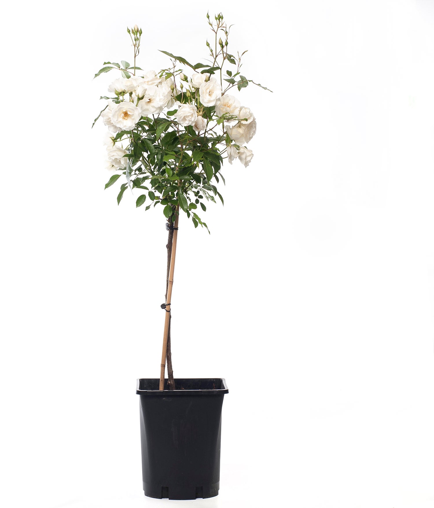 Stamroos (Rosa 'Schneewittchen') D 24 H 75 cm