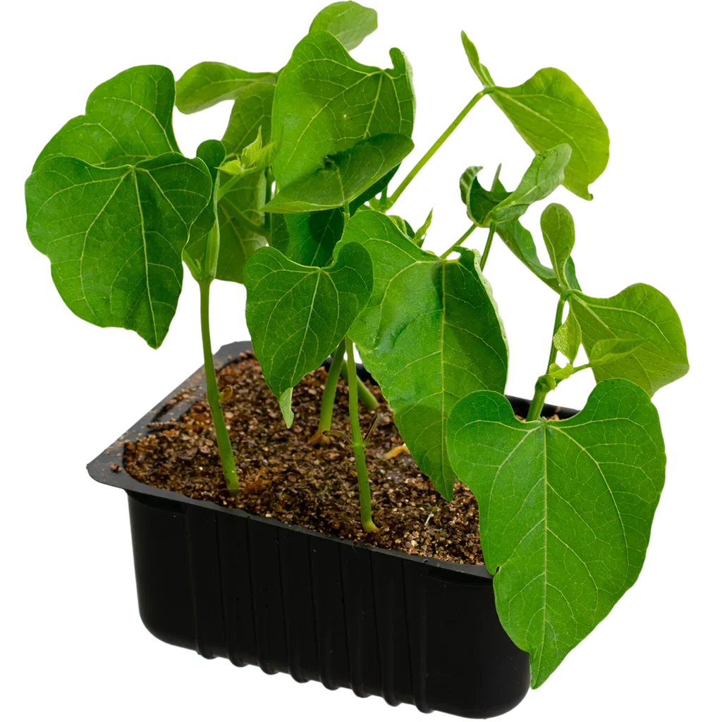 French beans 'Arras' box 14 cm Brekkbønner 'Arras' Ø14 cm