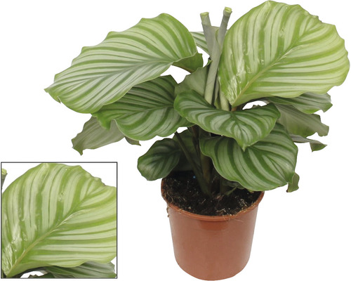 Calathea orbifolia, FloraSelf, ca. 80 cm hoog, potdiameter 17 cm