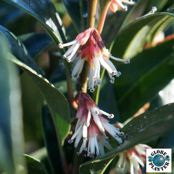 Sarcococca hybride 'Winter Gem' : conteneur 4 litres