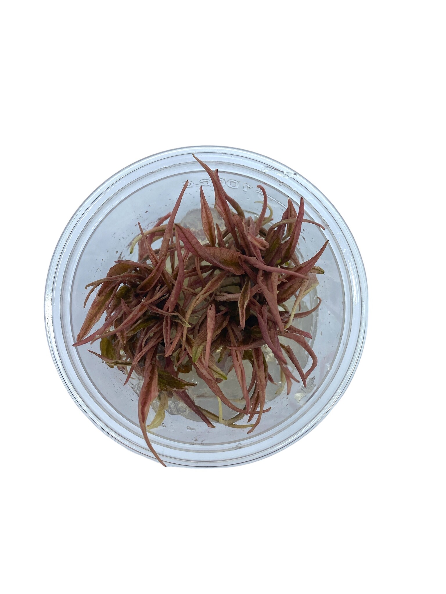 Waterplant Cryptocoryne Wendtii ‘Fancy Pink’ in-vitro