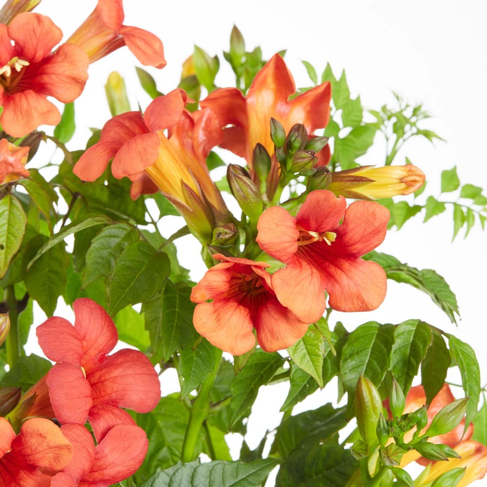 Campsis summer jazz fire trompette – trompette fleur – creeper – hardy - ⌀15 cm - ↕60-70 cm