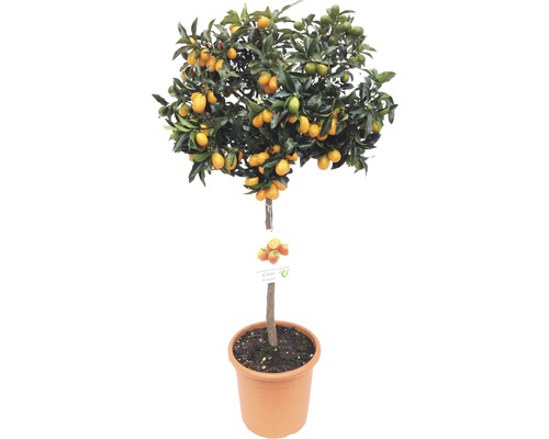 Kumquat standaard FloraSelf Citrus japonica Ø 24 cm pot