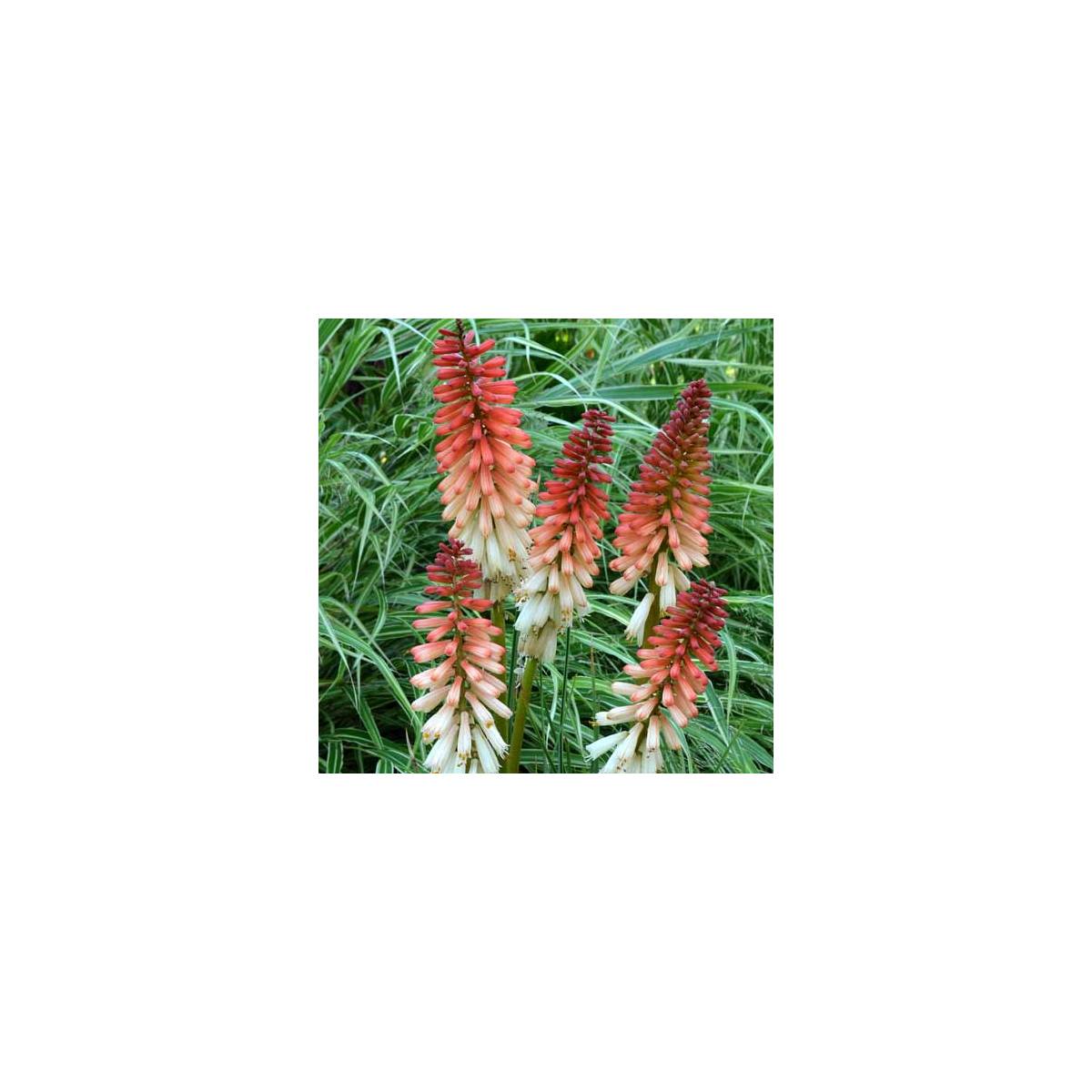 Kniphofia, tison de satan orange vanilla popsicle®/kniphofia orange vanilla popsicle®[-]pot de 4l - 20/40 cm