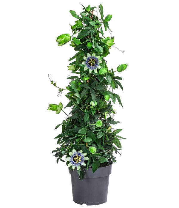 Passionsblume, Pyramide, verschiedene Sorten