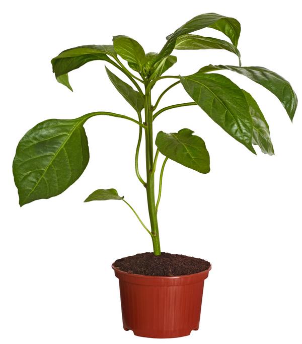 Paprika, gelb
