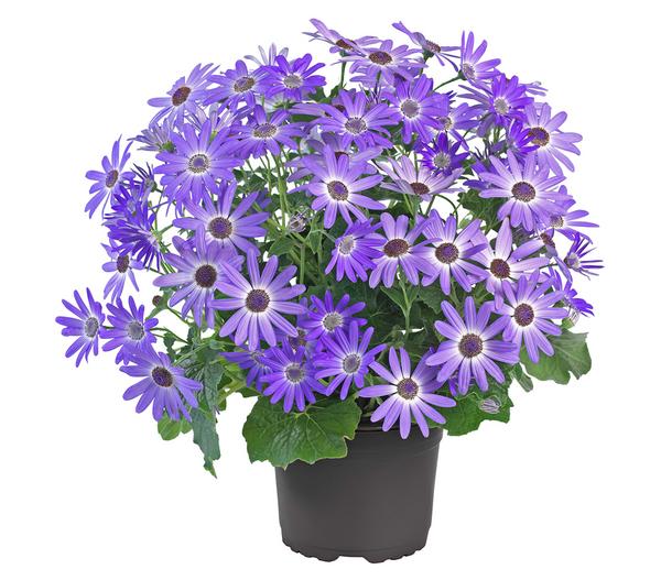 Teneriffa Stern - Cineraria