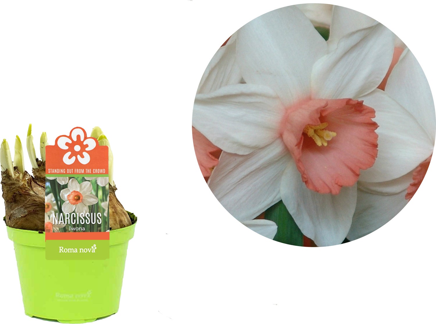 Narcis (Narcissus 'Iwona') D 9 H 11 cm