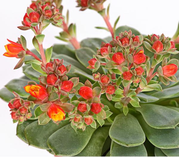 Sandglöckchen - Echeveria cultivars 'Dondo'