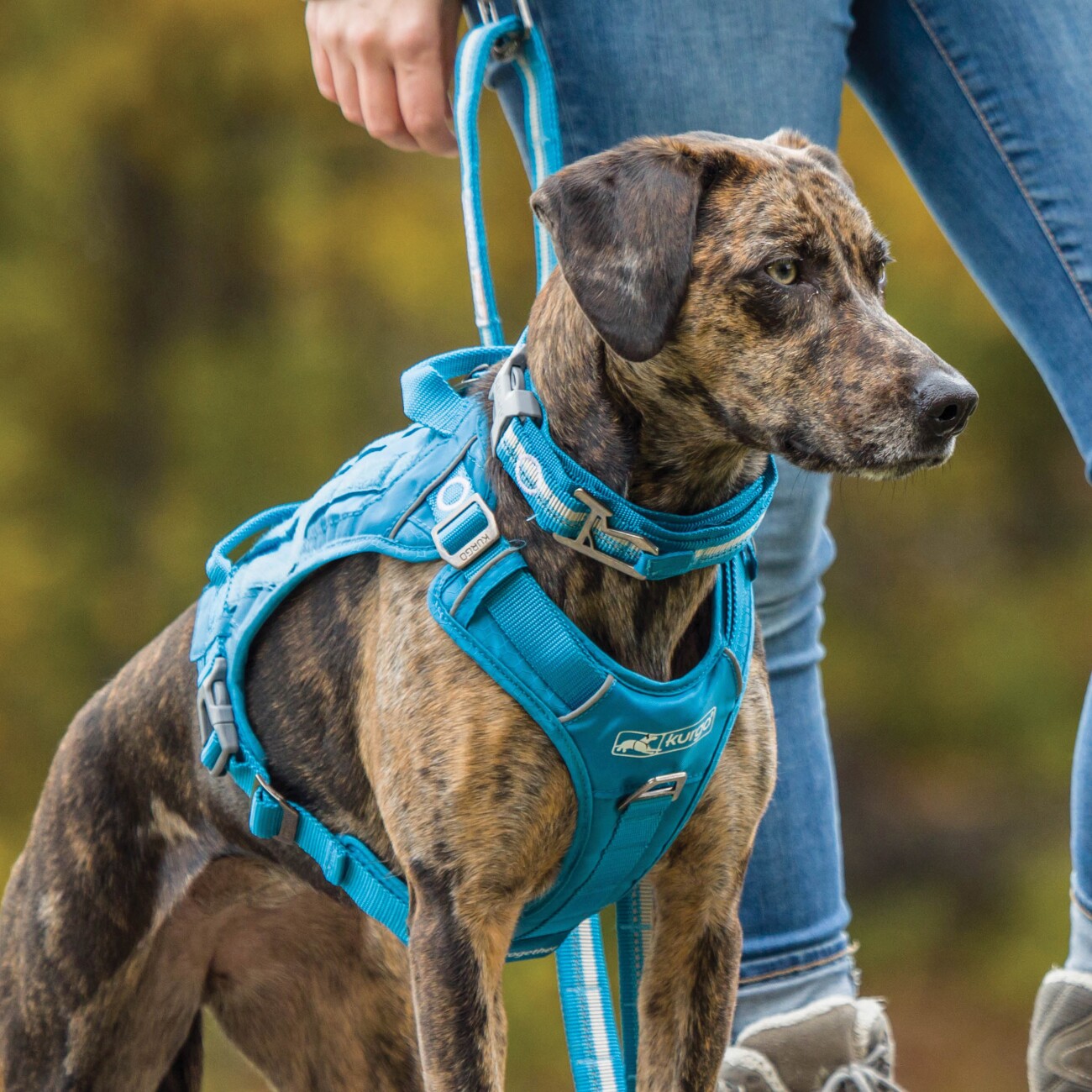 Kurgo RSG Hundehalsband L