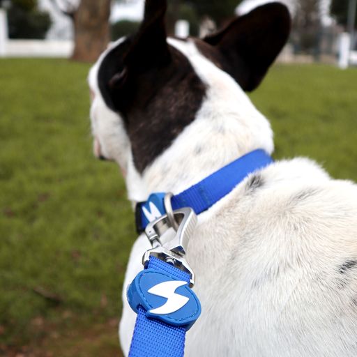 Coleira azul para cachorro