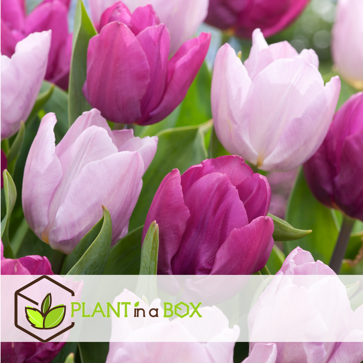 Tulipa prince mix - bulbes à fleurs x40 -tulipe - pourpre