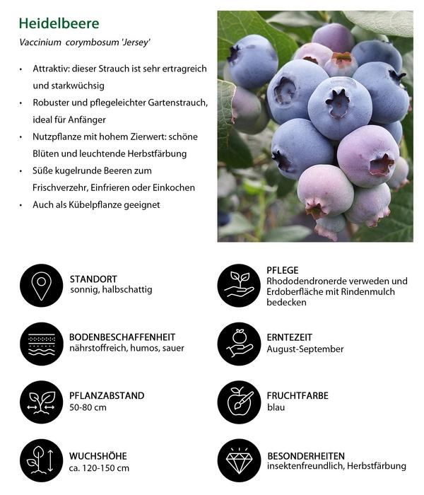 Beeren-Trauben-Set Obstsalat, 4-teilig
