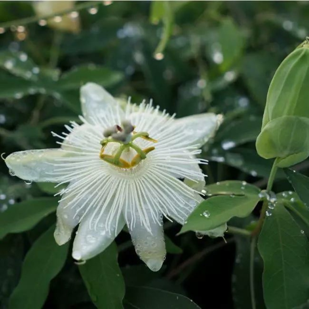 Passiflore riverside® 'snow queen' - passiflora 3l