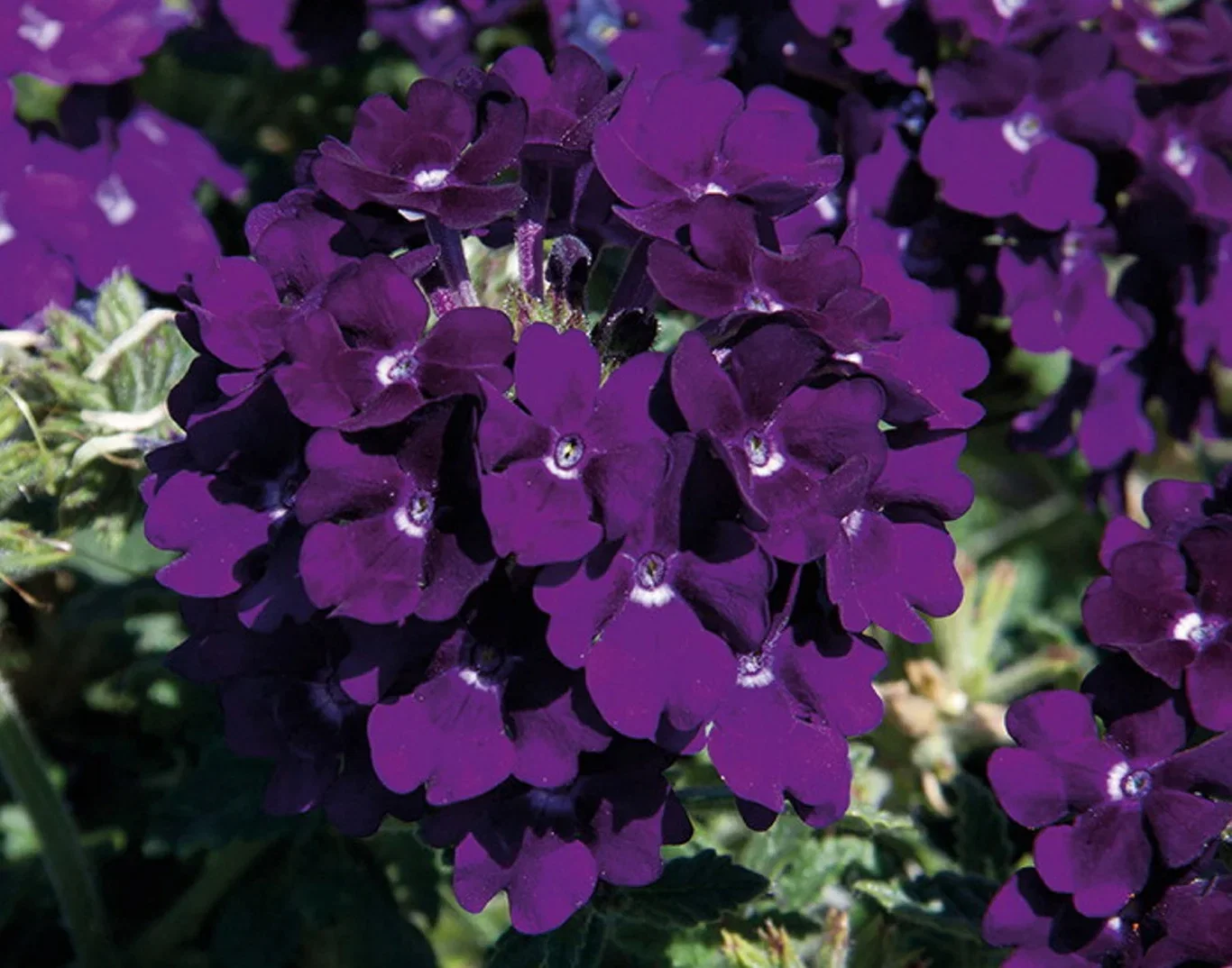 Glandularia Verbena stikling Ø6 cm