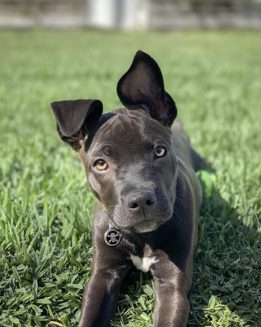Placa de identificação para cães em aço inoxidável esmaltado com osso cruzado preto
